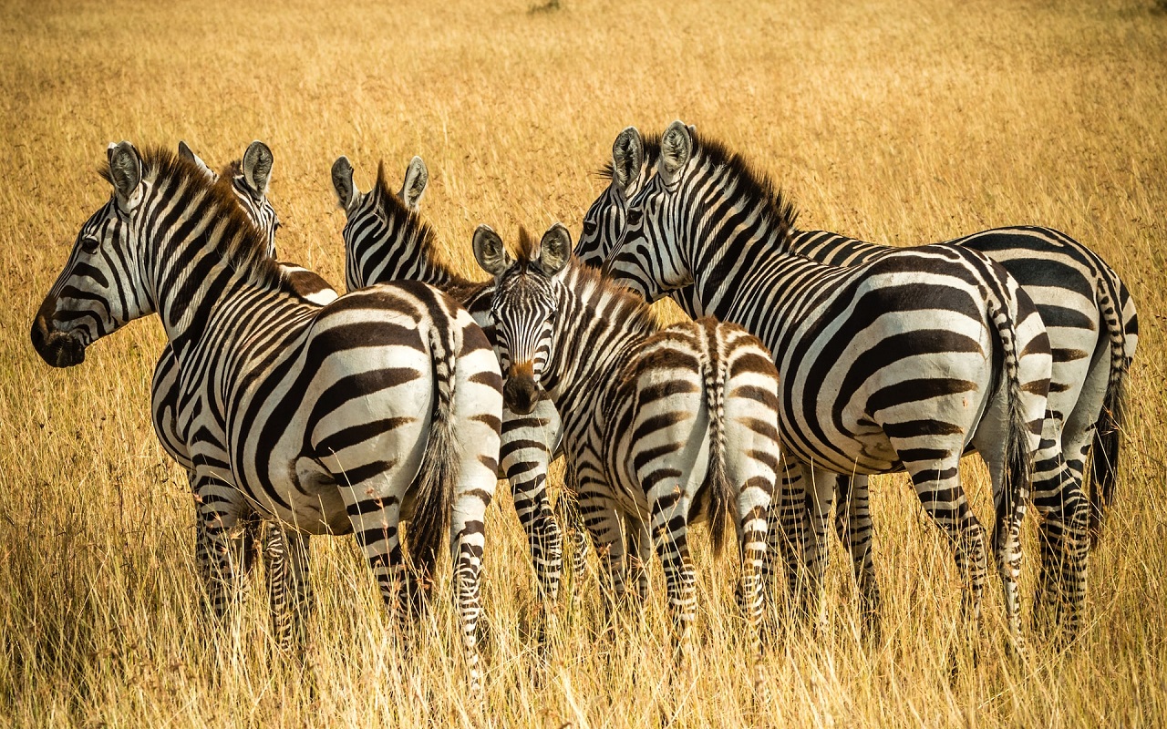 Safari Nel Masai Mara 2023 - L'Ufficio Dei Viaggi